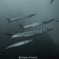 Barracuda Secca della Carega - AMP Portofino Sony W-300 s... by Pietro Formis 